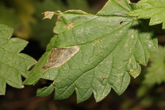 Agromyza anthracina