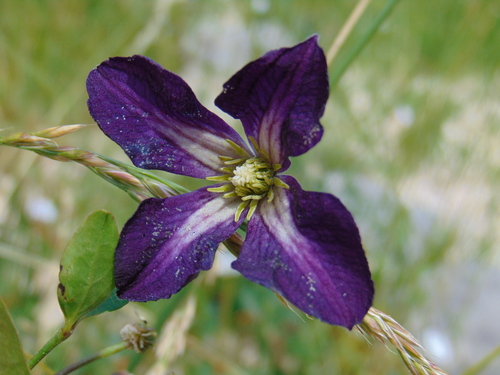 plamienok vlašský (Clematis viticella)