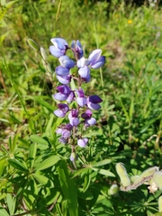 Lupinus perennis
