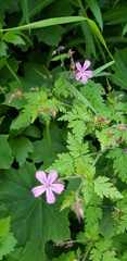 Geranium robertianum