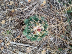 Coryphantha elephantidens