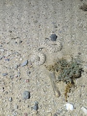 Crotalus cerastes laterorepens