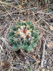 Coryphantha elephantidens