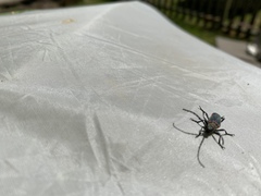 Desmocerus aureipennis