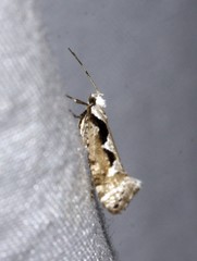 Rhigognostis interrupta