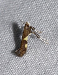 Caloptilia umbratella
