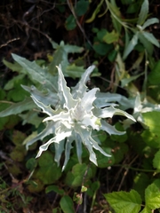 Stephanomeria cichoriacea