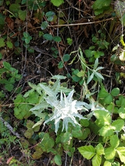 Stephanomeria cichoriacea