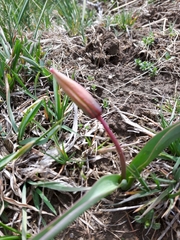 Tulipa sylvestris australis