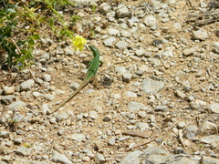 Podarcis waglerianus