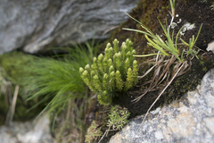 Huperzia appressa