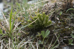Huperzia appressa