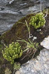 Huperzia appressa