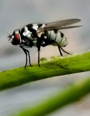 Limnophora obsignata