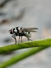 Limnophora obsignata