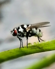 Limnophora obsignata