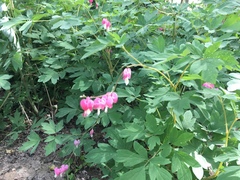 Lamprocapnos spectabilis