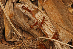 Formica pallidefulva