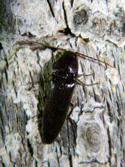 Melanotus castanipes