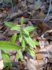 Dyschoriste oblongifolia