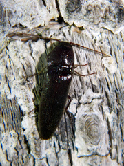 Melanotus castanipes