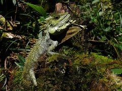 Hypsicalotes kinabaluensis