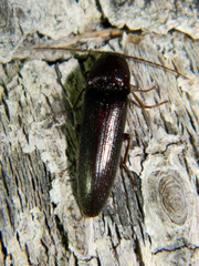 Melanotus castanipes