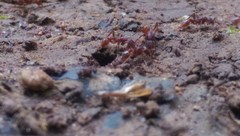 Neivamyrmex nigrescens