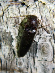 Melanotus castanipes