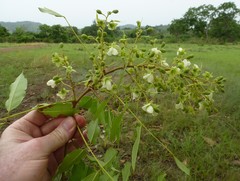 Pericopsis laxiflora