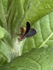 Eutreta noveboracensis