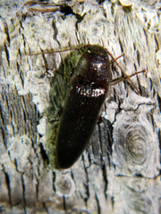 Melanotus castanipes