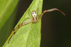Mecaphesa celer