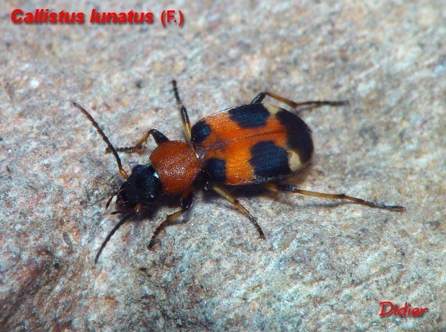 Callistina