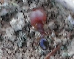 Pheidole pilifera