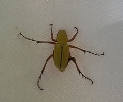 Macrodactylus subspinosus