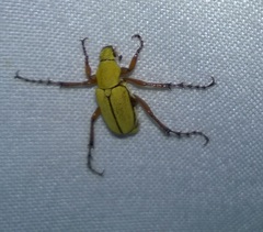 Macrodactylus subspinosus