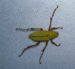 Macrodactylus subspinosus