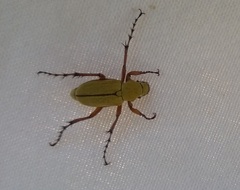 Macrodactylus subspinosus