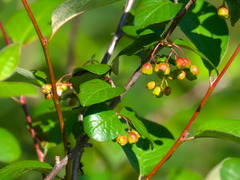 Cotoneaster melanocarpus