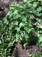 Geranium macrorrhizum