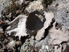 Umbilicaria spodochroa