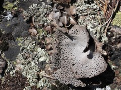 Umbilicaria spodochroa