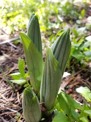Veratrum californicum
