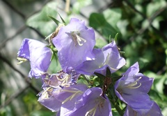 Campanula persicifolia