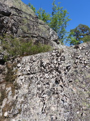 Umbilicaria spodochroa