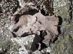 Umbilicaria spodochroa