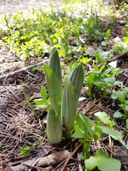 Veratrum californicum