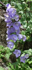 Campanula persicifolia