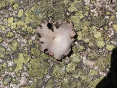 Umbilicaria spodochroa